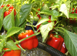 Growers Hydroponics