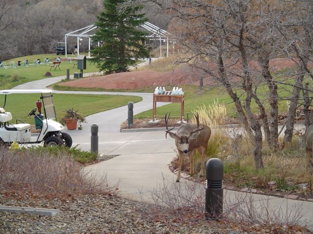 deer arrowhead golf course