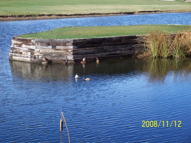 arrowhead golf water ducks
