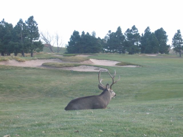 arrowhead golf course wildlife