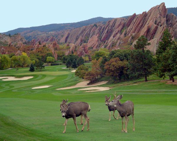 deer group arrowhead golf course