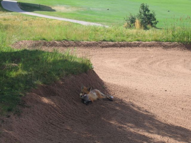 arrowhead golf sand trap fox