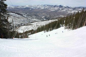 Beaver Creek Birds of Prey