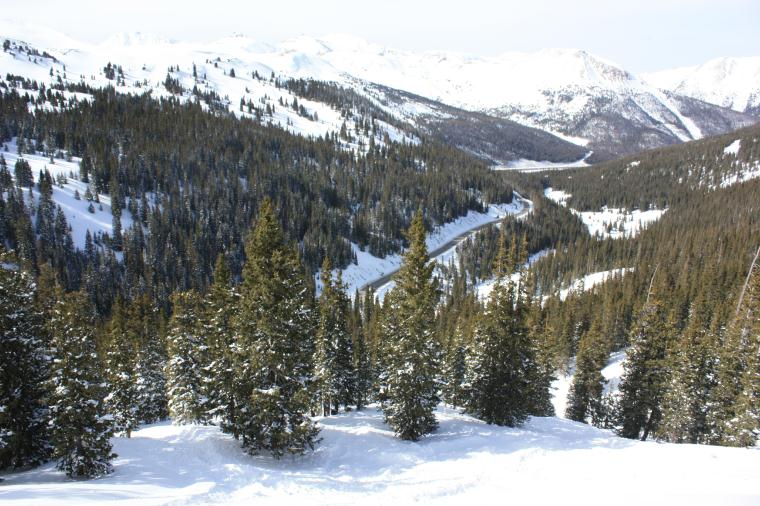 Loveland Pass Back Country Trees Loveland Pass back country trees