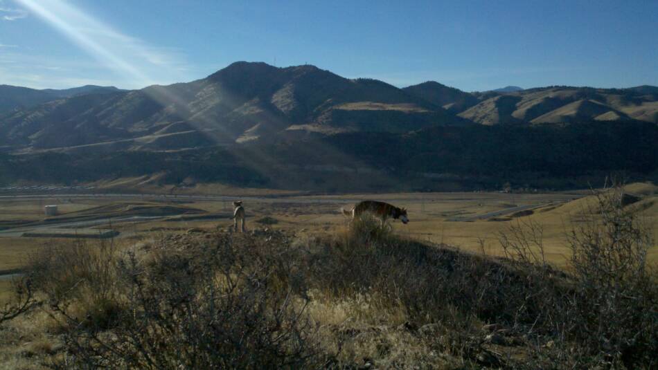 Green Mountain Colorado Dogs